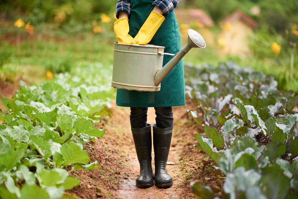 purin de prêle potager