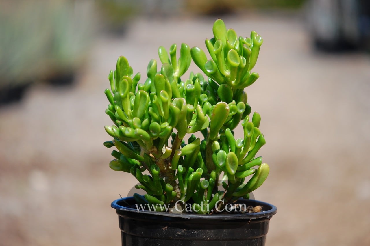 Crassula ovata