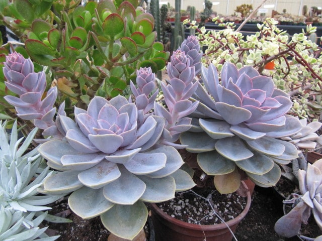 Echeveria plante grasse intérieur