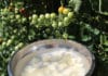 Purin d’ail et mildou, la recette et les avantages Purin d'ail et mildou, la recette et les avantages