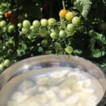 Purin d’ail et mildou, la recette et les avantages Purin d'ail et mildou, la recette et les avantages