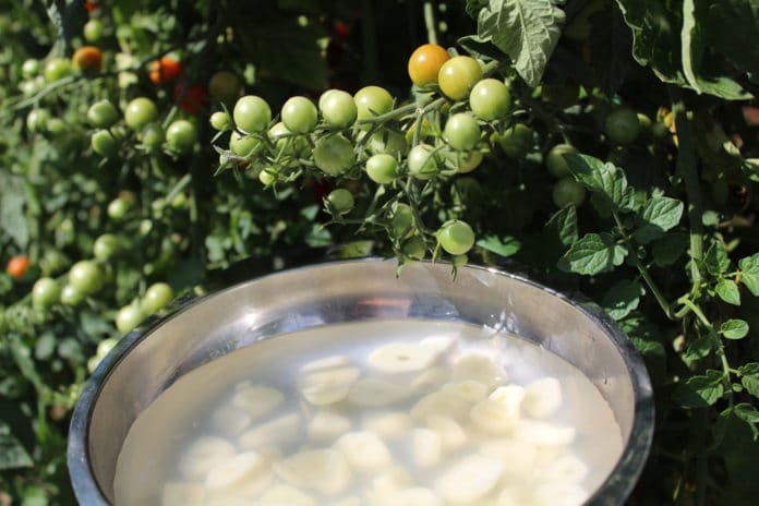 Purin d'ail et mildou, la recette et les avantages Purin d'ail et mildou, la recette et les avantages