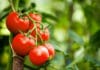 Purin de tomate : comment en faire et l’utiliser au jardin? Purin de tomate comment en faire et l'utiliser au jardin