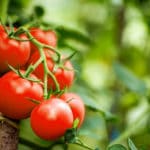 Purin de tomate : comment en faire et l’utiliser au jardin? Purin de tomate comment en faire et l'utiliser au jardin