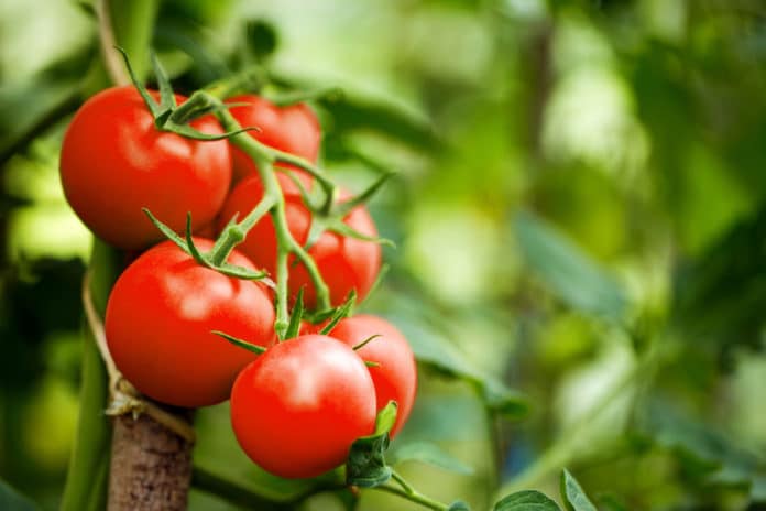 Purin de tomate comment en faire et l'utiliser au jardin