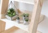 Quelle plante grasse pour l’intérieur? Quelle plante grasse pour l'intérieur
