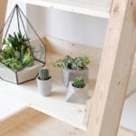 Quelle plante grasse pour l’intérieur? Quelle plante grasse pour l'intérieur