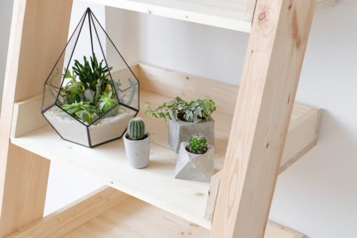 Quelle plante grasse pour l'intérieur Quelle plante grasse pour l'intérieur
