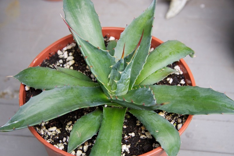 agave