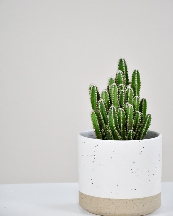 Quelle plante grasse pour l'intérieur