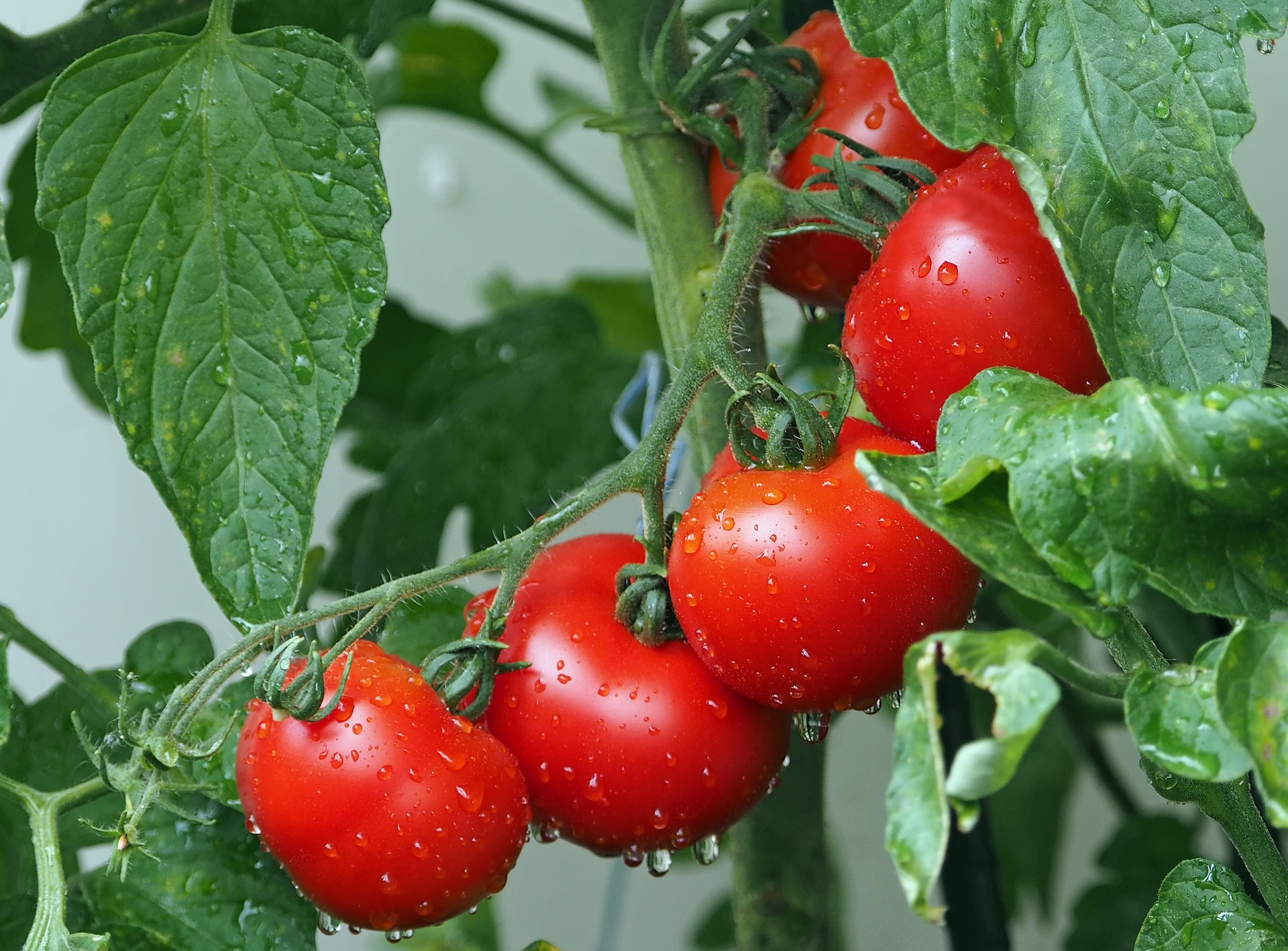 fabriquer purin de tomate