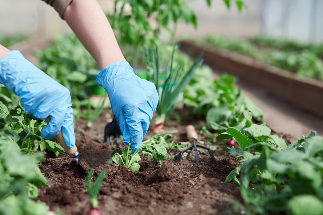cuisiner les legumes frais de son portager avantages