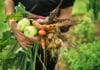 6 avantages à cuisiner végétarien avec les légumes du jardin cuisiner les legumes frais de son portager avantages