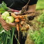 6 avantages à cuisiner végétarien avec les légumes du jardin cuisiner les legumes frais de son portager avantages