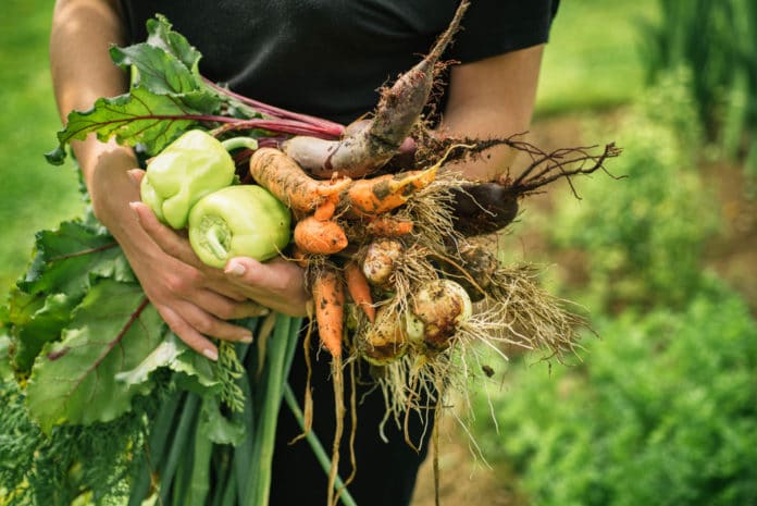 cuisiner les legumes frais de son portager avantages