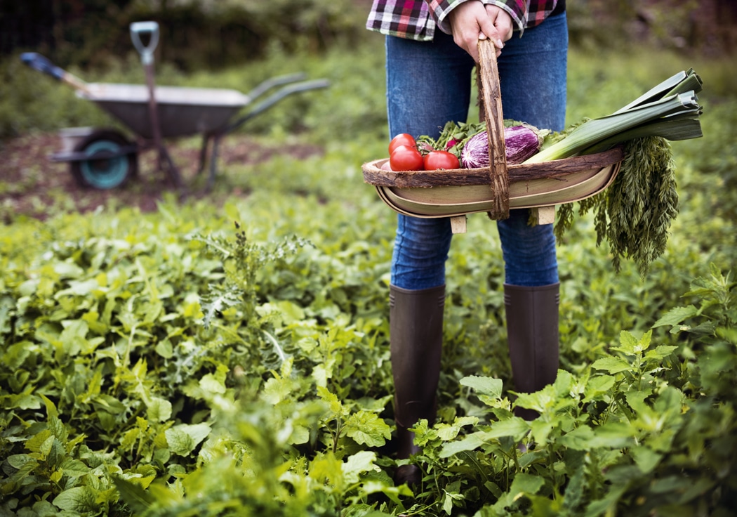cuisiner les legumes frais de son portager avantages
