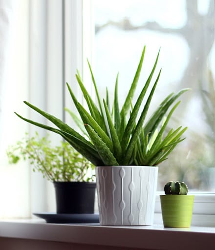 plante grasse intérieur