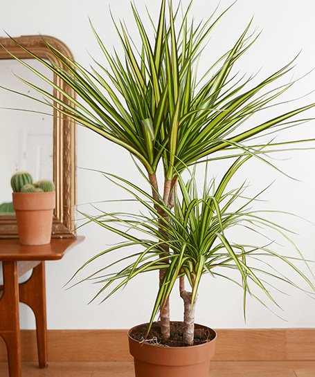 plante grasse pour intérieur