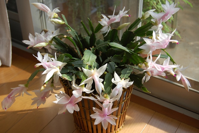 Le Schlumbergera