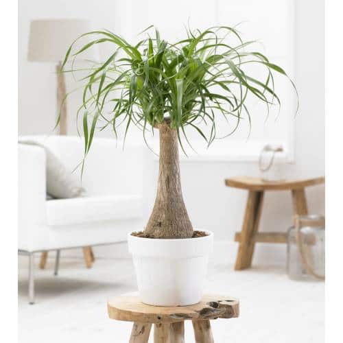 une plante d'intérieur grasse
