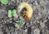 Comment se débarrasser des hannetons et des larves au jardin? Comment se débarrasser des hannetons et des larves au jardin