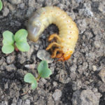 Comment se débarrasser des hannetons et des larves au jardin? Comment se débarrasser des hannetons et des larves au jardin