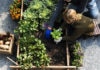 Les alternatives pour jardiner au naturel jardiner bio