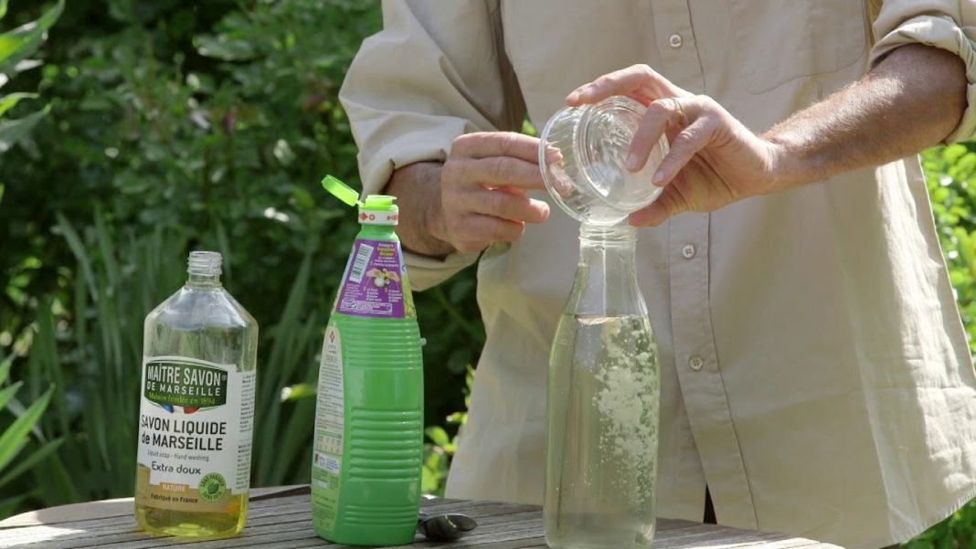 Oïdium quel traitement et solutions naturelles ? Jardin — free download