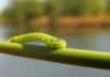 Comment lutter contre la chenille verte? Comment lutter contre la chenille verte