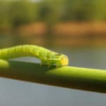Comment lutter contre la chenille verte? Comment lutter contre la chenille verte