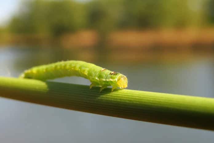 Comment lutter contre la chenille verte
