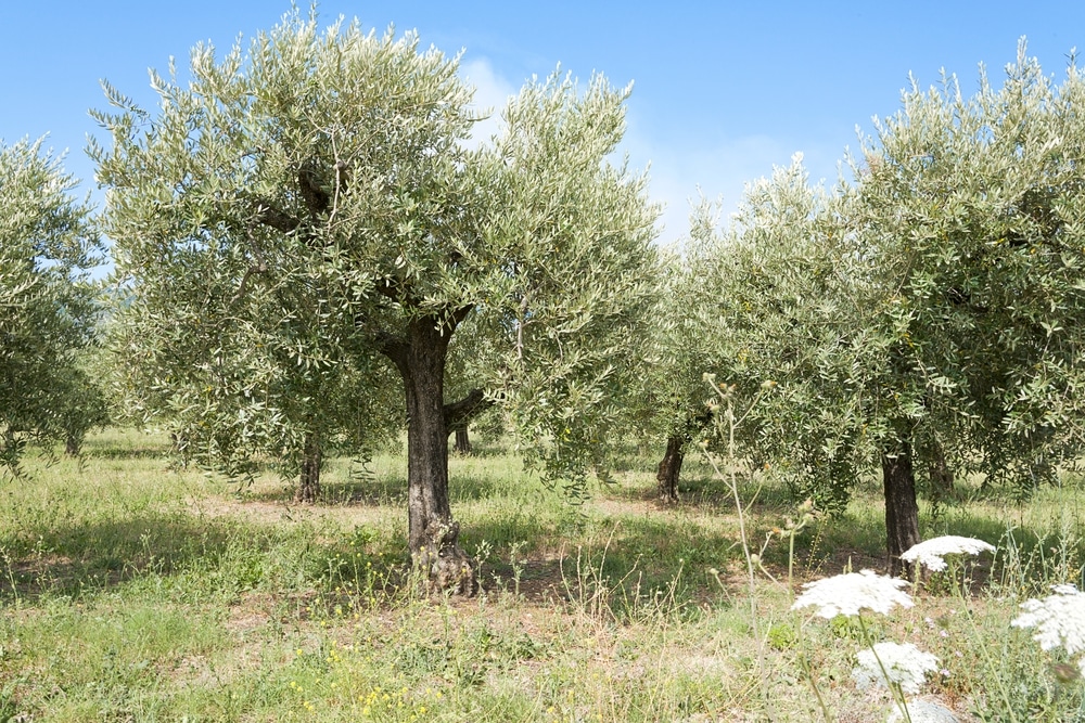 Taille de l'olivier
