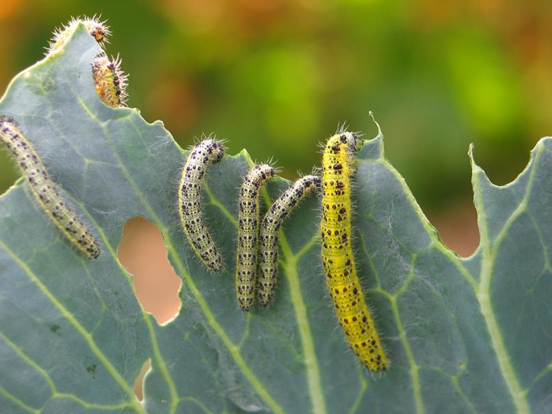 lutter chenille verte