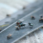 Invasion de mouches : pourquoi et que faire ? Invasion de mouches pourquoi et que faire