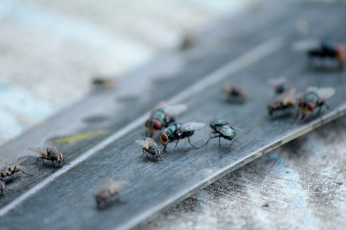 Invasion de mouches pourquoi et que faire