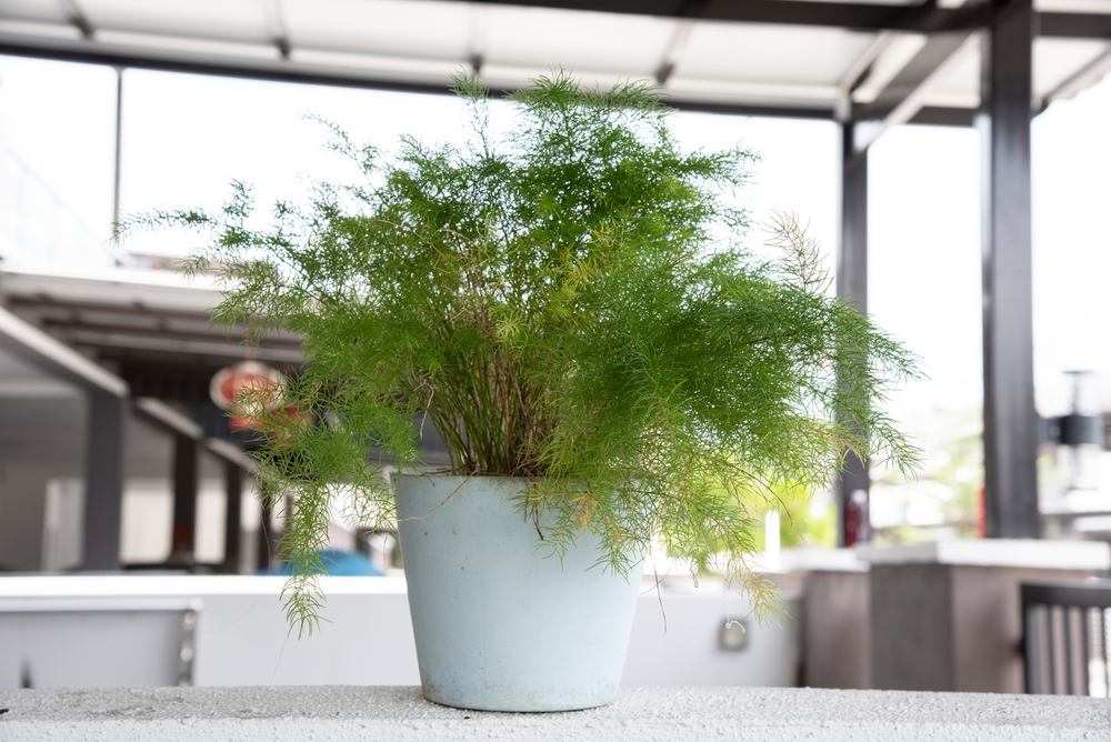 L’asparagus
