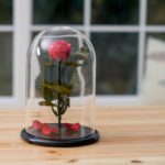 Comment sont stabilisées les roses éternelles ? rose éternelle