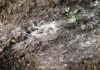 5 utilisations de la chaux vive au jardin 5 utilisations de la chaux vive au jardin