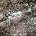 5 utilisations de la chaux vive au jardin 5 utilisations de la chaux vive au jardin