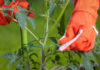 Comment faire ses tuteur de tomates Faire ses tuteur de tomates