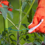Comment faire ses tuteur de tomates Faire ses tuteur de tomates