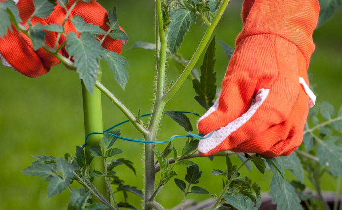 Faire ses tuteur de tomates