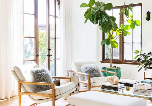 salon décoré avec des grandes plantes