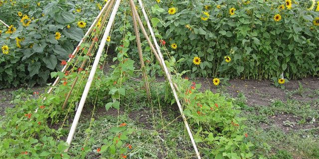 tuteur tomate