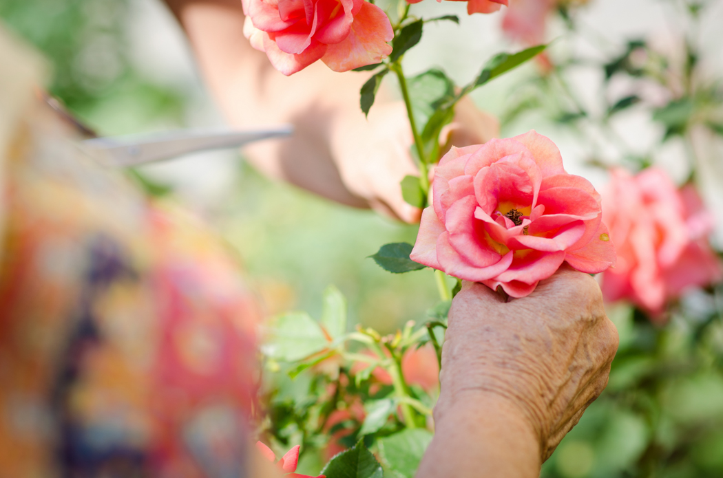 rosier pour la fête des meres