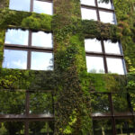 Mur végétal extérieur : ses 5 avantages Mur végétal extérieur ses 5 avantages