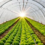 Tunnel agricole : réglementation, permis et montage Tunnel agricole
