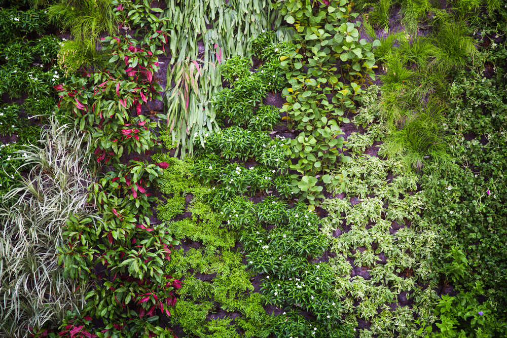 mur végétal avantages