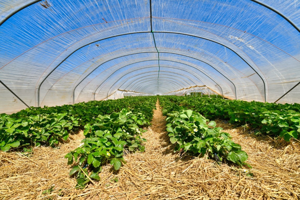 serre agricole
