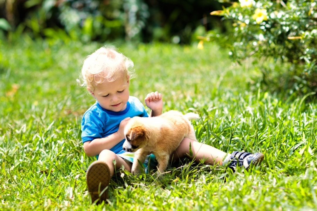 cloture jardin haie solide pour protéger enfants chien